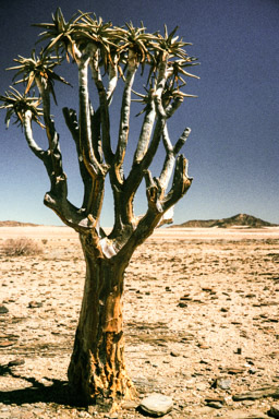 Köcherbaum   (Aloe dichotoma)