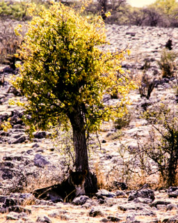 Baum mit  Panthera Leo