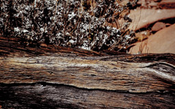 fossile Baumstämme - Alter zwischen 240 und 300 Millionen Jahre