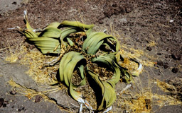 Alter  bis zu 2000 Jahren