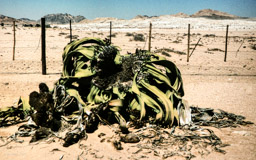 Welwitschie  (Welwitschia mirabilis)