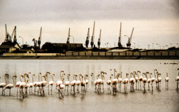 Walvis  Bay